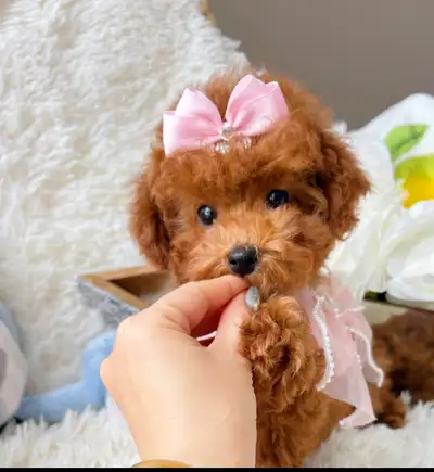 Adorable Teddy Bear Tiny size poodle puppies, View more
