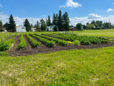 3.5 acres in the village of Heistler,Ab R1 zoning Huge garden, lots of fruit trees,10x16 Garden shed...