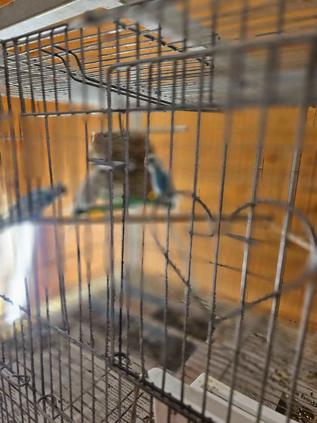 perruch0ns pret a partir  dans Oiseaux à adopter  à Laval/Rive Nord