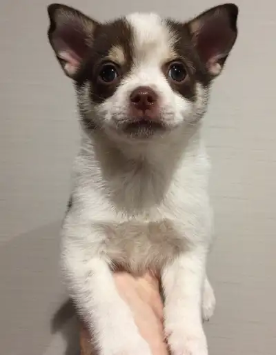 Please message for more information