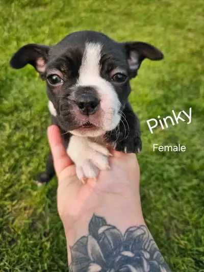 Boston terrier pups, View more