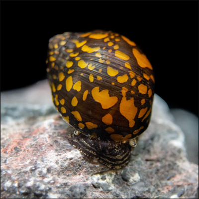 Premium Guppies for Colorful Display Aquariums, View more