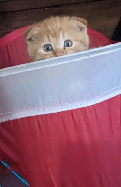 Chaton Scottish fold, View more