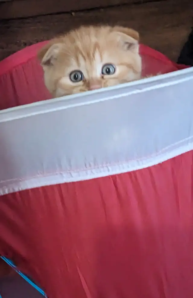 Chaton Scottish fold in Cats & Kittens for Rehoming in Trois-Rivières - Image 4
