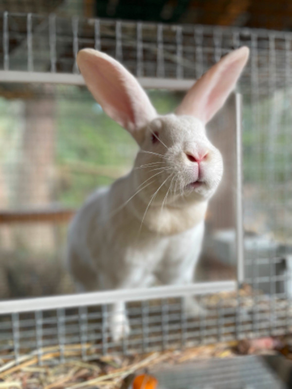 Bunnies and rabbits in Small Animals for Rehoming in Parksville / Qualicum Beach