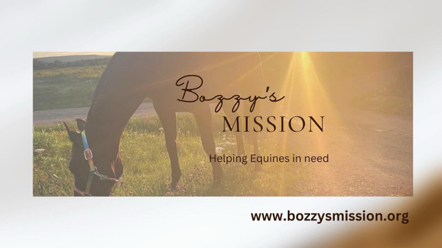 Bozzy’s Mission- Equine Welfare and Rescue in Horses & Ponies for Rehoming in Cape Breton - Image 2