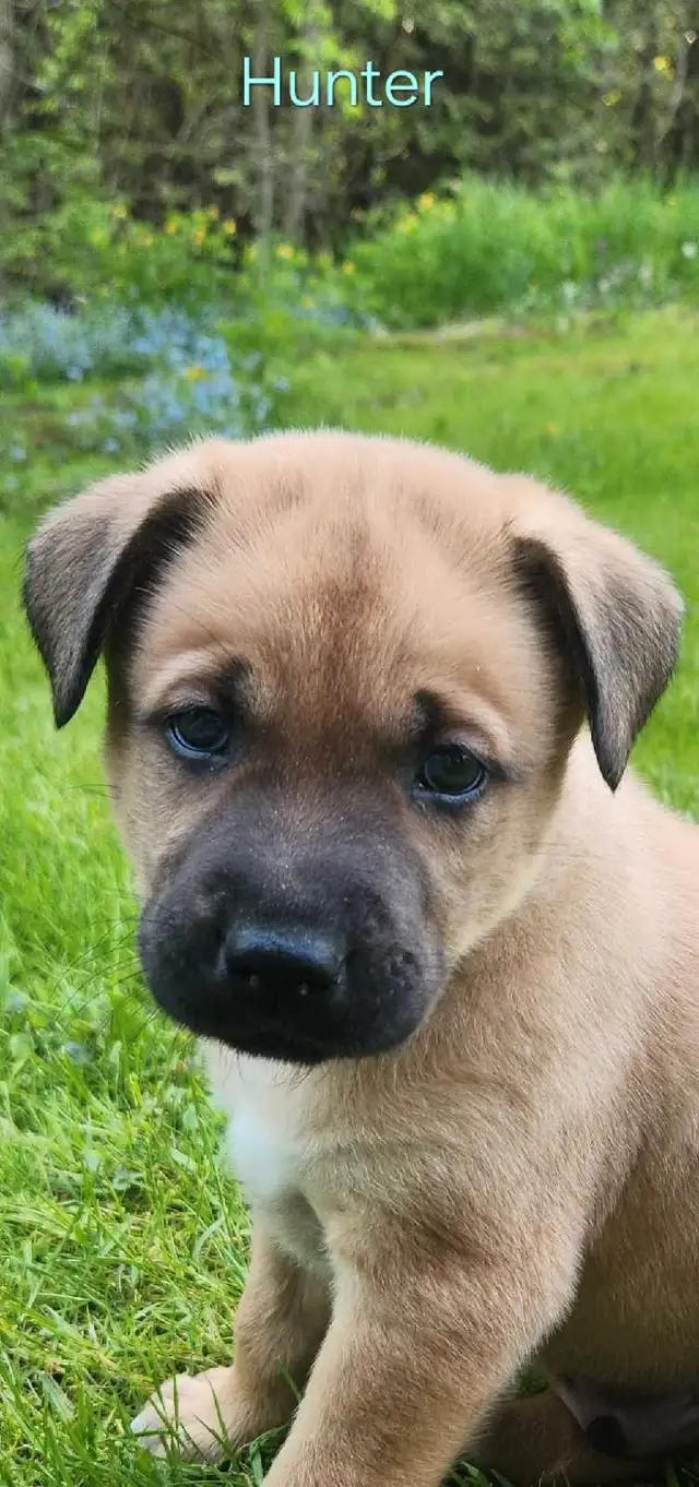 Adorable Puppies! Ready To Adopt Now! in Dogs & Puppies for Rehoming in Kitchener / Waterloo - Image 2
