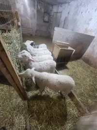 Meat lambs