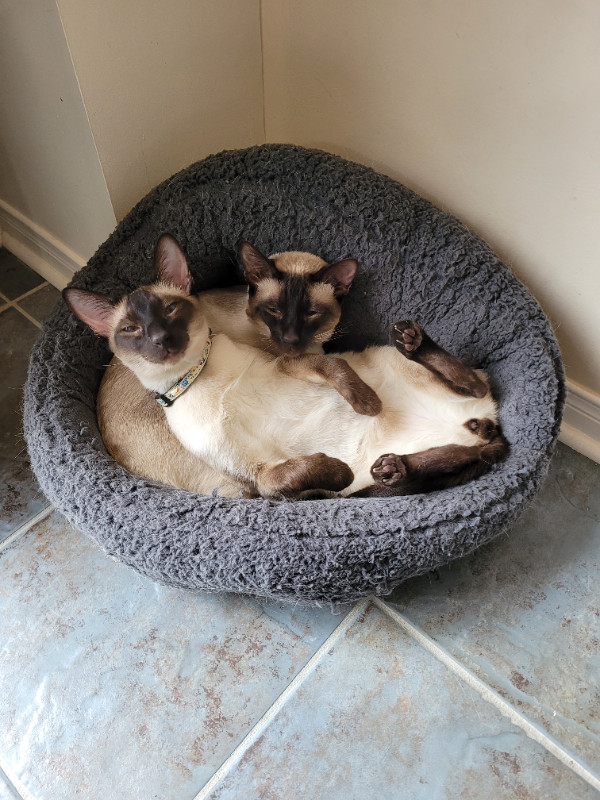 Male Chocolate Point Siamese Brothers - 3.5yr old bonded pair in Cats & Kittens for Rehoming in Oshawa / Durham Region - Image 2