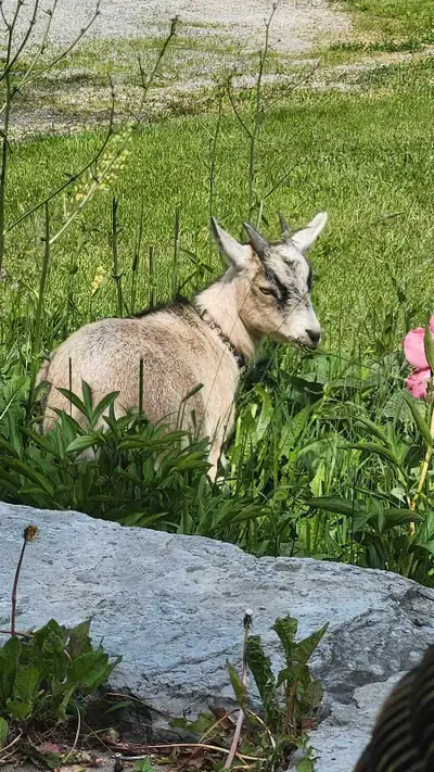Party Goat Rental, View more