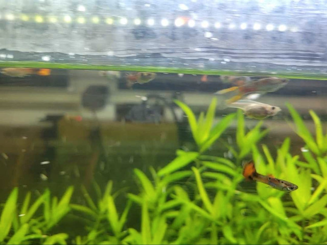 Male Fancy Guppy Fish For Sale! in Fish for Rehoming in Ottawa - Image 4