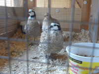 Bob white quail pairs for sale