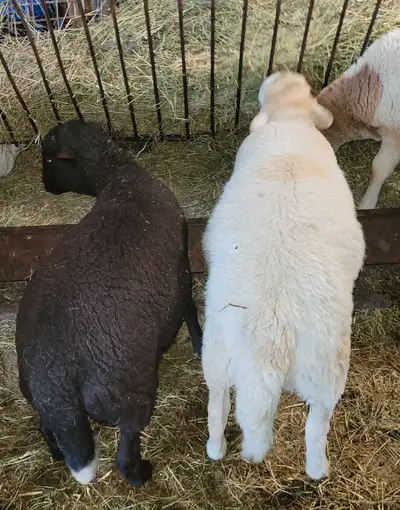 I have 2 approx 55lbs lambs for sale. Three and a half months old. No on farm slaughter. Must leave...