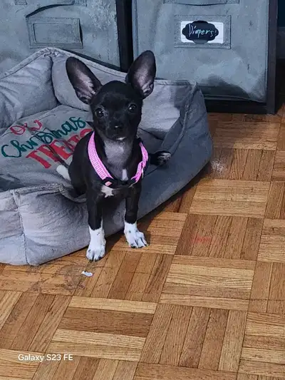 Beautiful deerhead chihuahua rehoming, View more