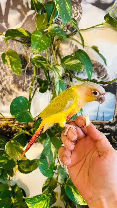 3 months old Conure, View more