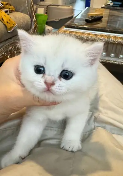 $700 for baby cat, View more