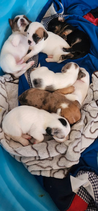 Beautiful baby puppies for sale !  Small breed