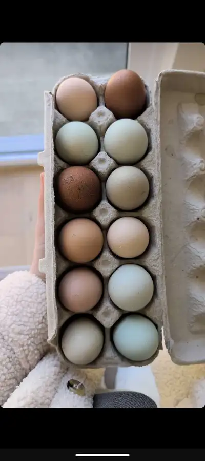 Farm fresh eggs, View more