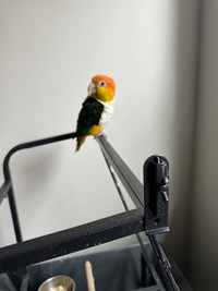 Rehome for two Caique boys