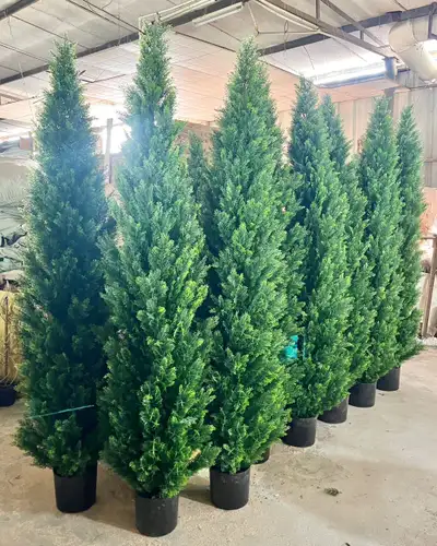 Choose from our beautiful collection of cedar, boxwood, spiral, and topiary trees. Prices range from...