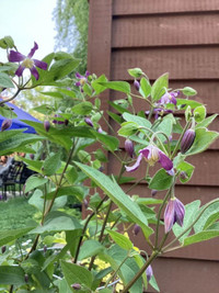 GARDEN - BUSH Clematis FLOWER - Perennial Plant, garden