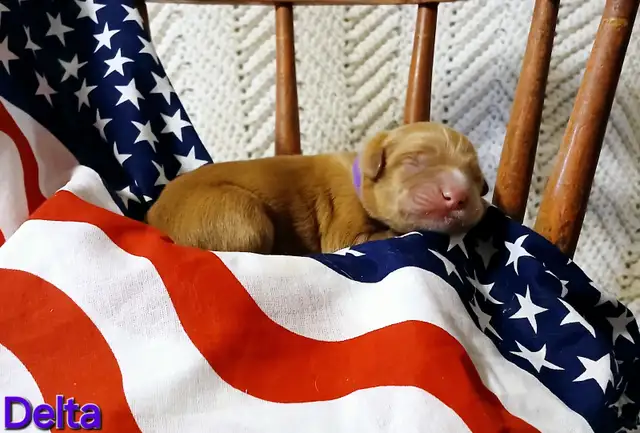 TruePatriot Tollers is now accepting applications! in Dogs & Puppies for Rehoming in Woodstock - Image 6