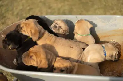 Looking for a loyal, loving new best friend? Our beautiful litter of pups is the perfect mix of gent...