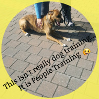 Tasha's Dog Training & More - Dog Obedience Training