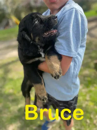 German Shepherd Springer Spaniel cross (mom is German shepherd dad is Springer spaniel). 2 males lef...