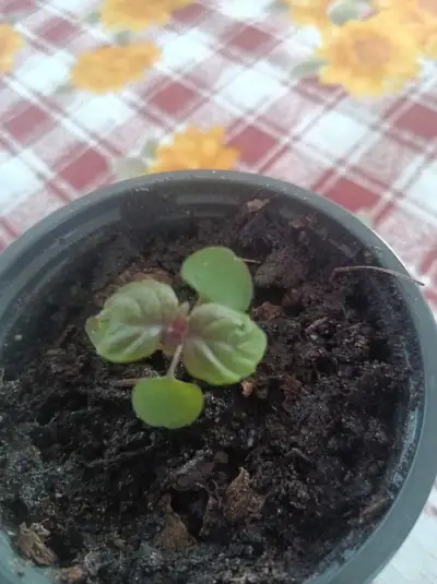 Perilla frutescens, View more