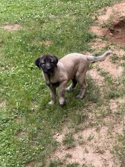pure kangal puppies , View more