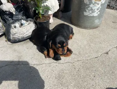 Miniature Dachshunds, View more