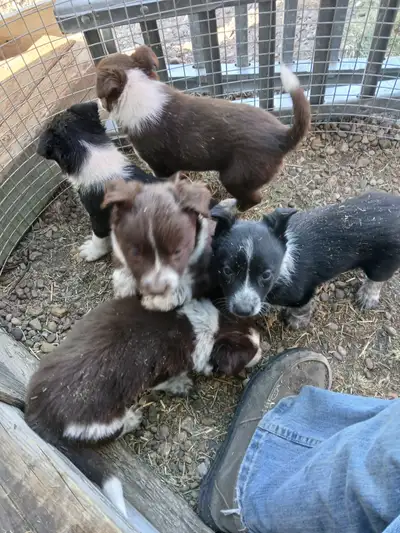Red Border Collie x blue heeler puppies, View more