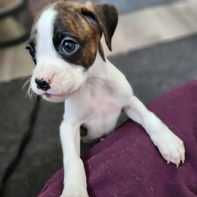 -SOLD- Flashy Brindle Female Boxer Puppy – Ready Now – Last Girl in Dogs & Puppies for Rehoming in Norfolk County - Image 5