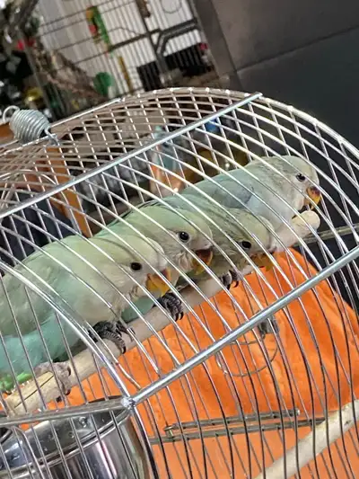 Baby Rosey Peach Face lovebird ready for adoption, View more