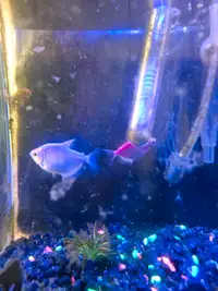 GloFish tetras