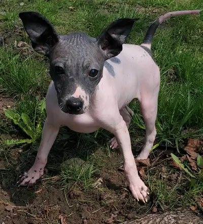 $500obo this weekend- American Hairless Terrier pups, View more