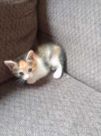 Calico kitten in need of a good home
