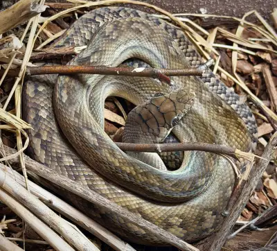 Scrub Python, View more