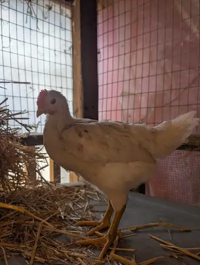 Hand Raised Roosters, View more