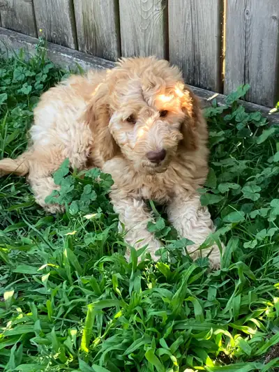 Goldendoodle boy potty trained and crate trained very calm puppy, View more