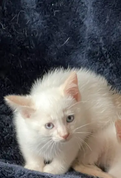 READY NOW! 1. Ruby- Very RARE female flamepoint ( most flamepoint are males .) Flamepoint is one of...