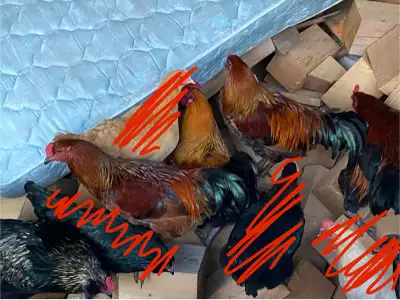 BYM Roosters, View more