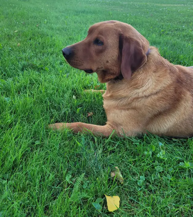 AKC Registered Red Fox Lab in Dogs & Puppies for Rehoming in Owen Sound - Image 3