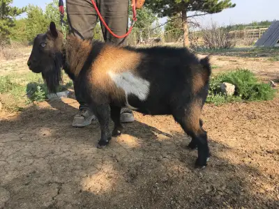 Registered Nigerian Dwarf Proven Buck, View more