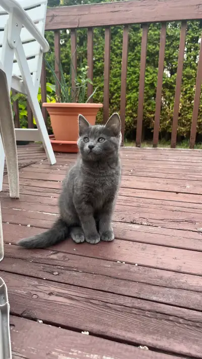 Black male kitten with blue eyes from a very hygienic mother He is a bit softly fluffy, very social...