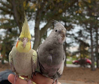 FRIENDLY baby cockatiels with cage included 