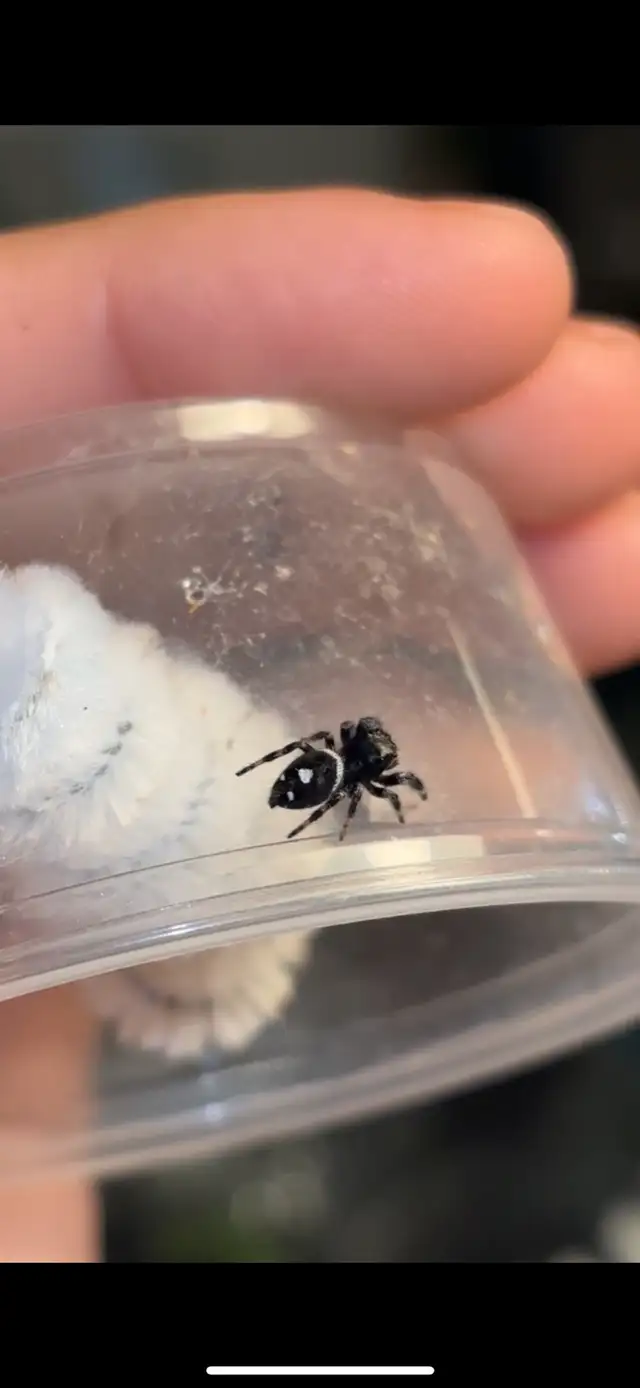 JUMPING SPIDERS FOR SALE in Small Animals for Rehoming in Markham / York Region - Image 3