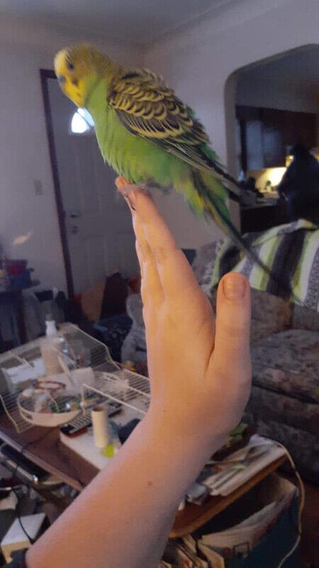 Lost Parakeet aka Budgie: Lost on May 2, 2020. in Lost & Found in Windsor Region - Image 2