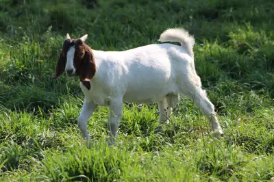 Dapple Boer Buckling, View more